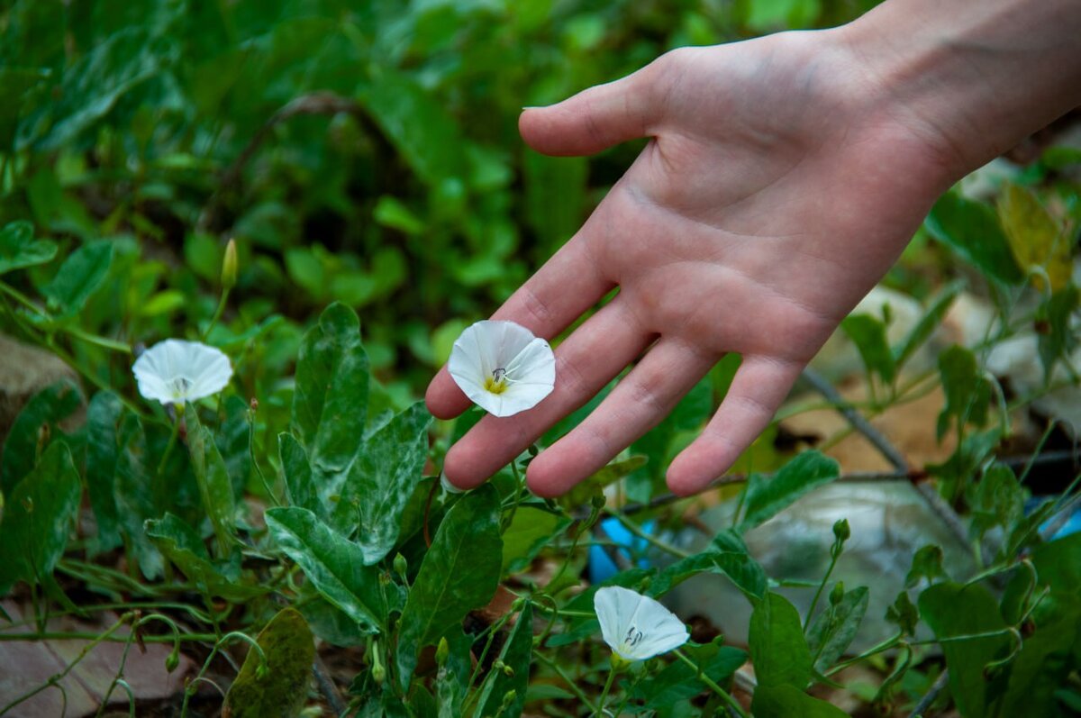 Ипомея трехцветная часто растет на дачах россиян.  Фото: Светлана Возмилова