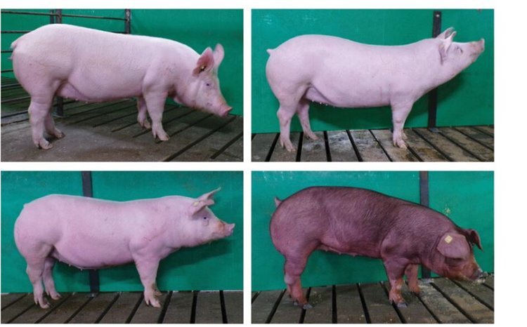    Генетически отредактированные свиньи на устойчивость к репродуктивно-респираторному синдрому ожидают одобрения в США