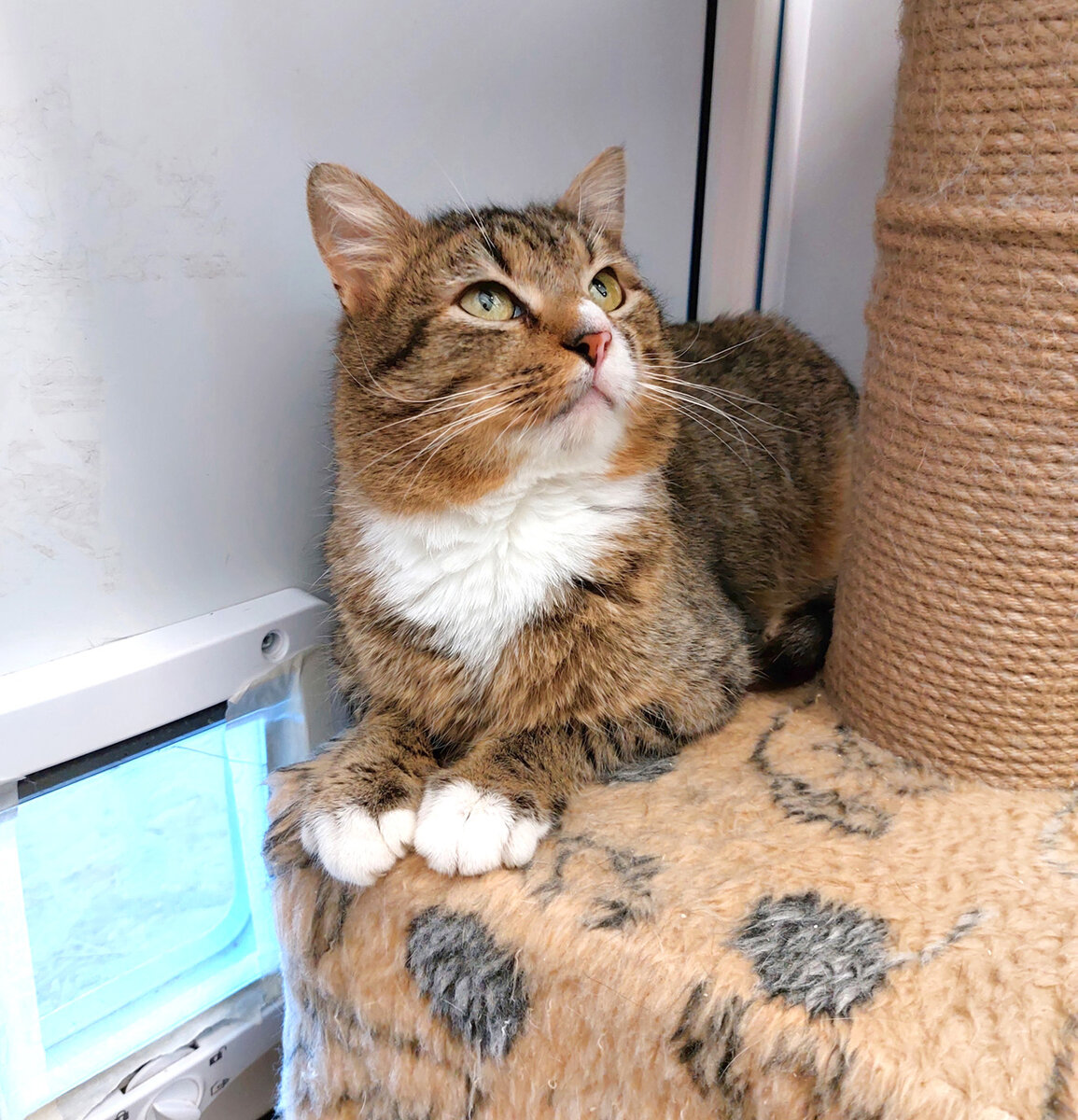 Тотошка в приюте. Фото автора.