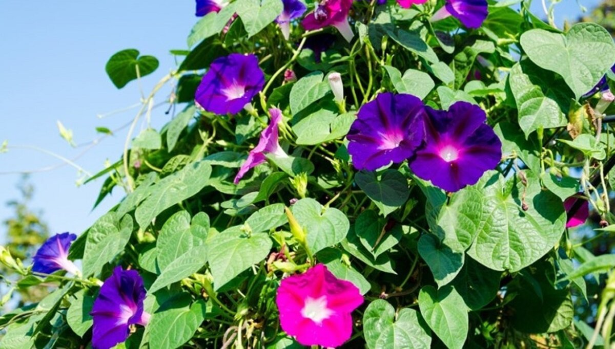 Фото, видео: страница «Семена Алтая» в социальной сети «ВКонтакте», elista.org