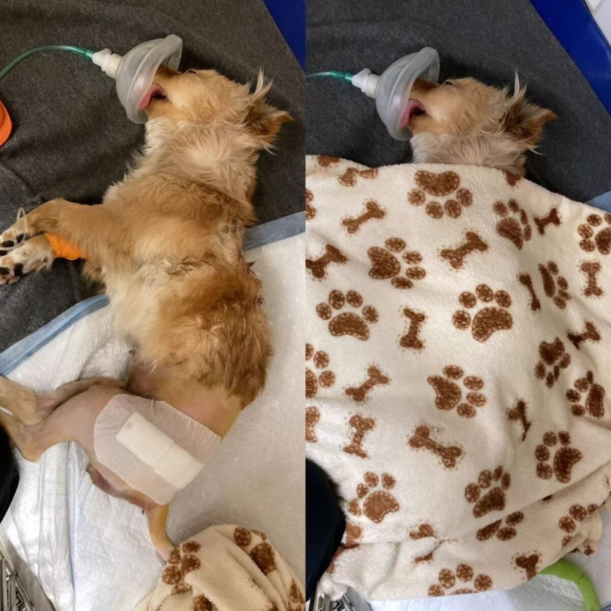 Зарина из приюта Домик Мелкашей