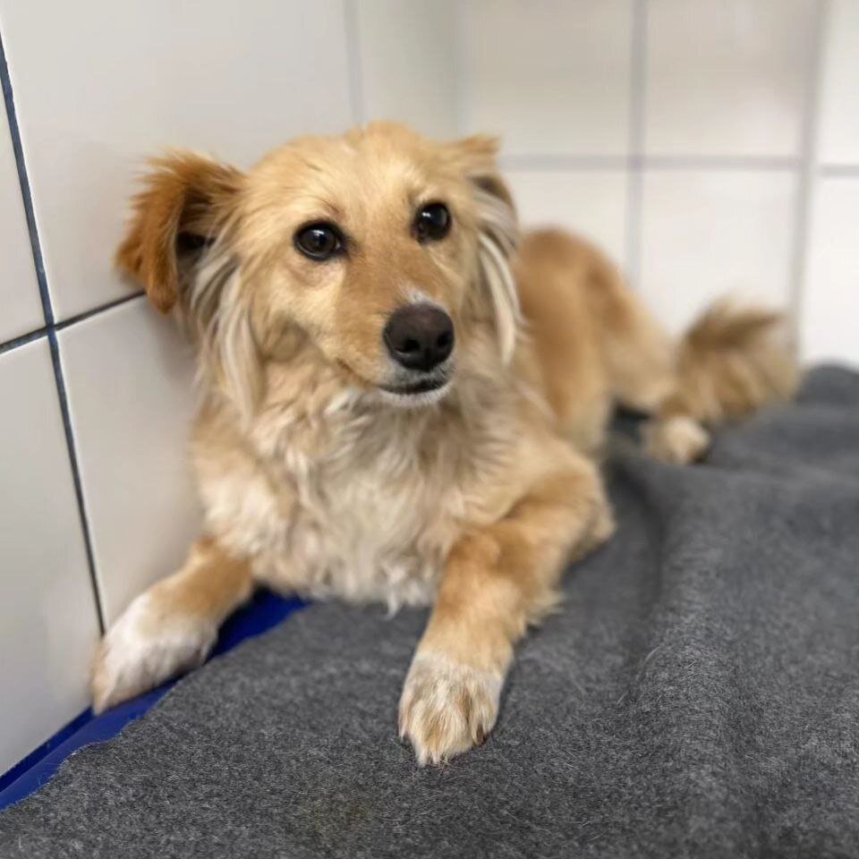 Зарина из приюта Домик Мелкашей