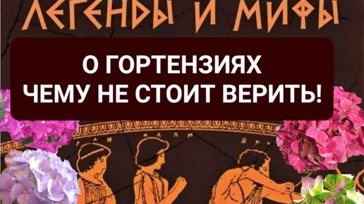 Мифы и легенды о гортензиях. Чему нельзя верить!