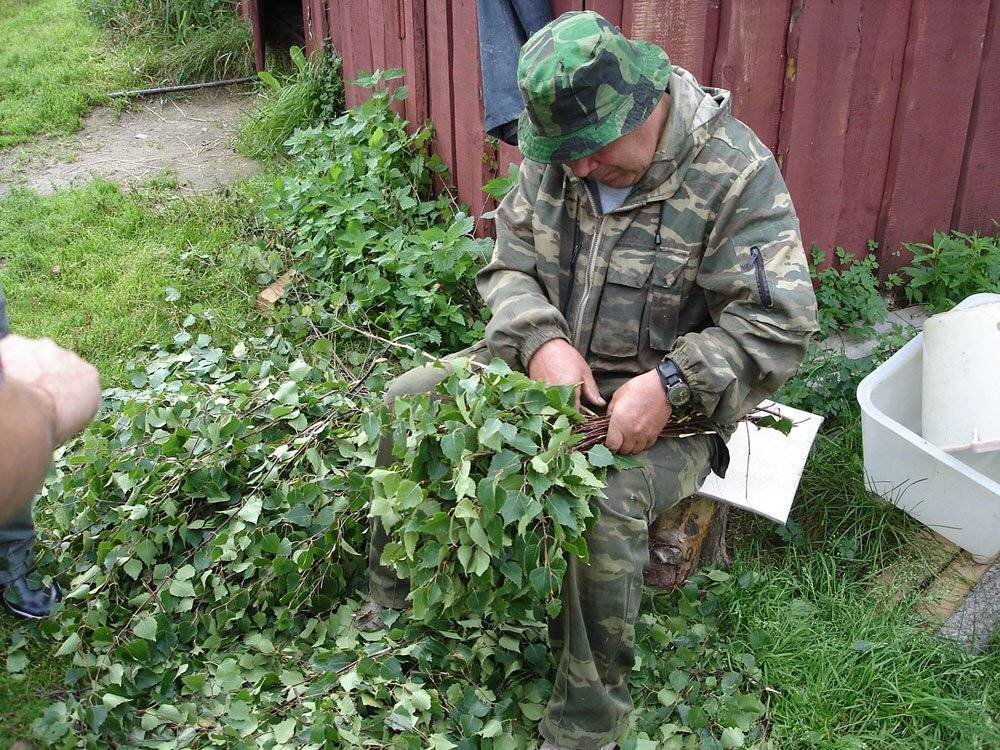 Заготовка веников для бани. Заготовка веников для бани березовых. Собирать веник для бани. Березовый веник.