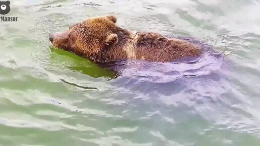 Погожий летний день🐻🌞 Bear Mansur