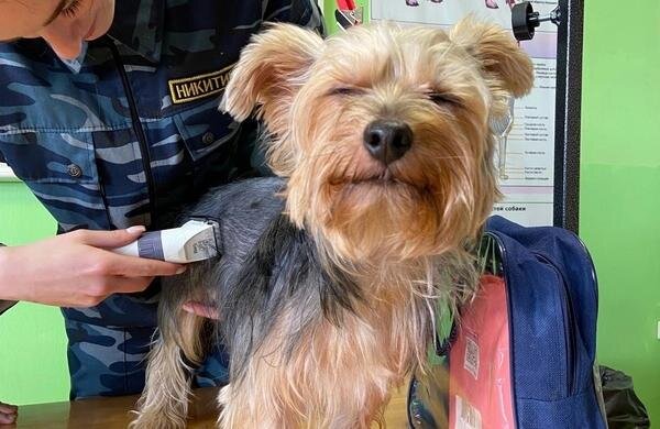     Ивановский юридический колледж выпускает грумеров