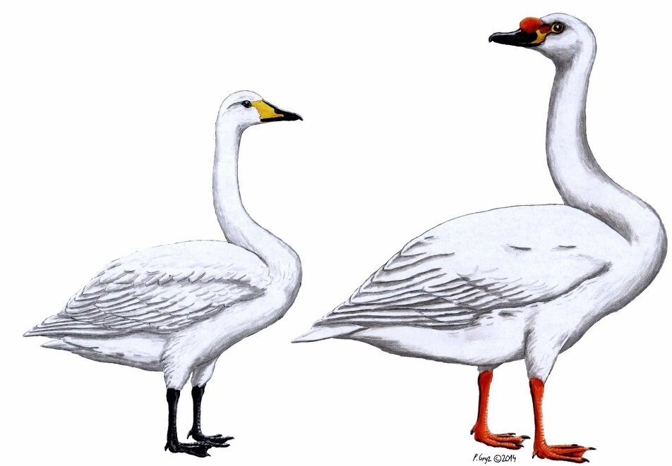 Сравнительные размеры современного лебедя и Лебедя Фальконера