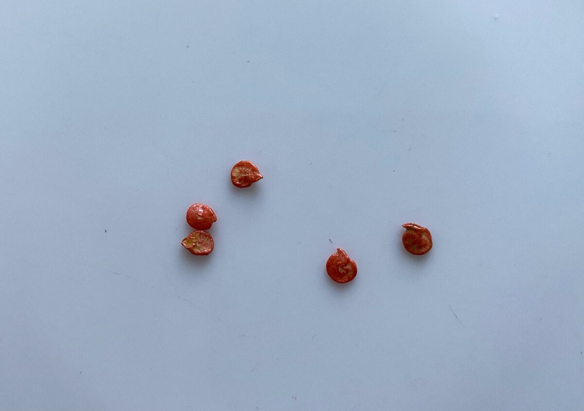 Чем обработать семена перед посевом? А надо ли... | Волшебная грядка | Дзен