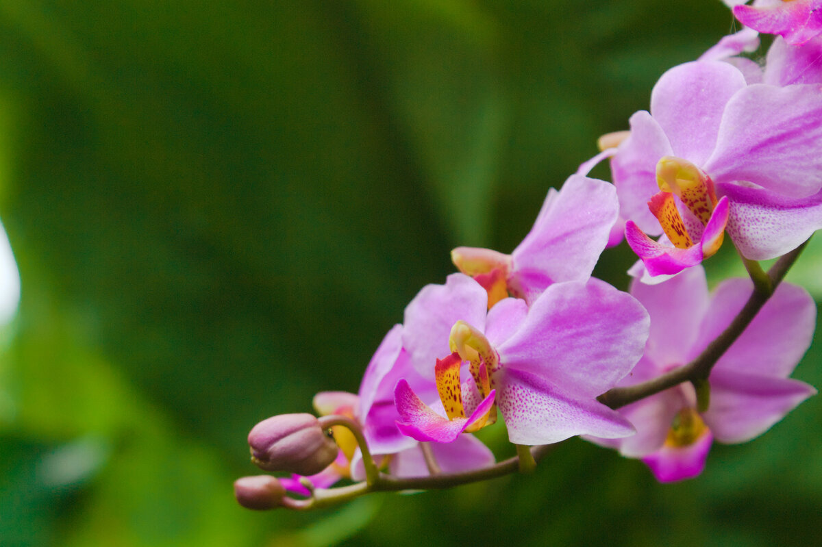 Картинка с бесплатного фотостока https://unsplash.com, автор Albirahman Yulianto