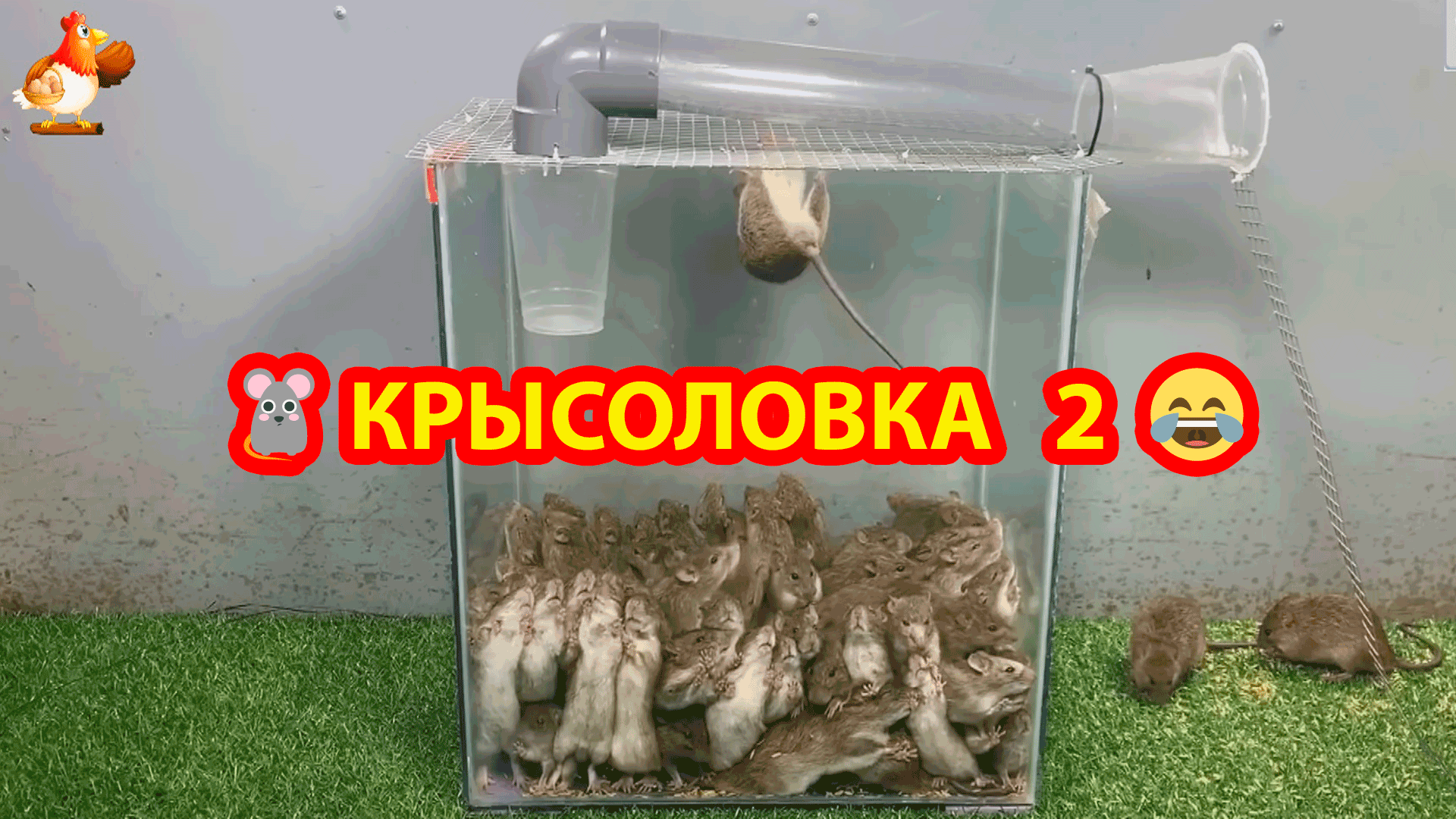 Крысоловка своими руками