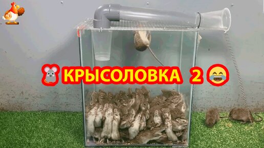 Крысоловка капкан Чехия МГ 1 шт.