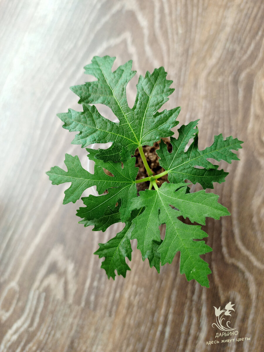 Фикус карика Афганика