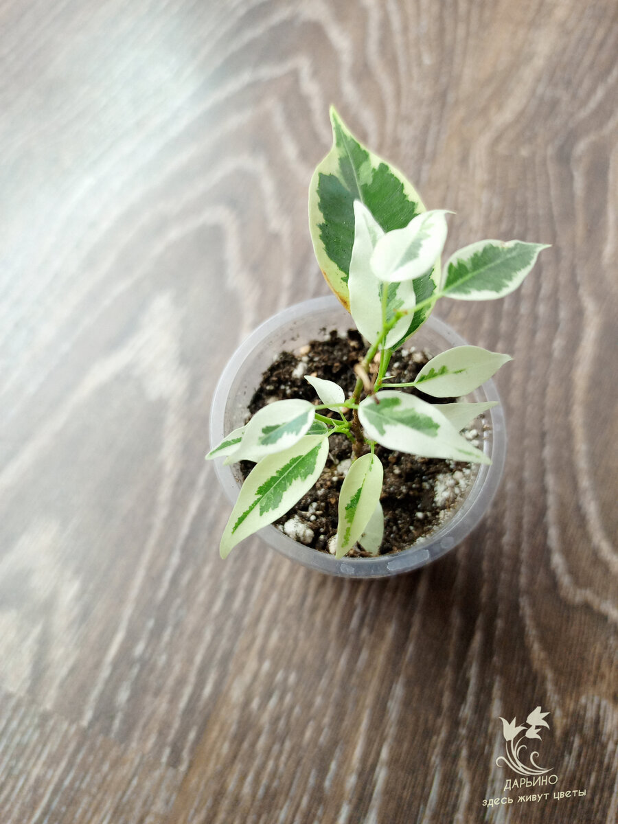 Ф. Бенджамина 'De Gantelle'