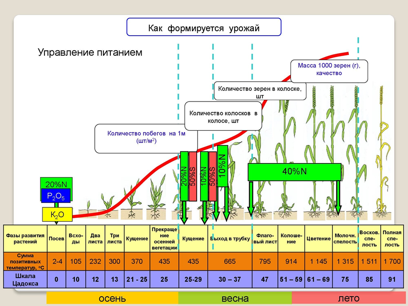 Формирование качества урожая