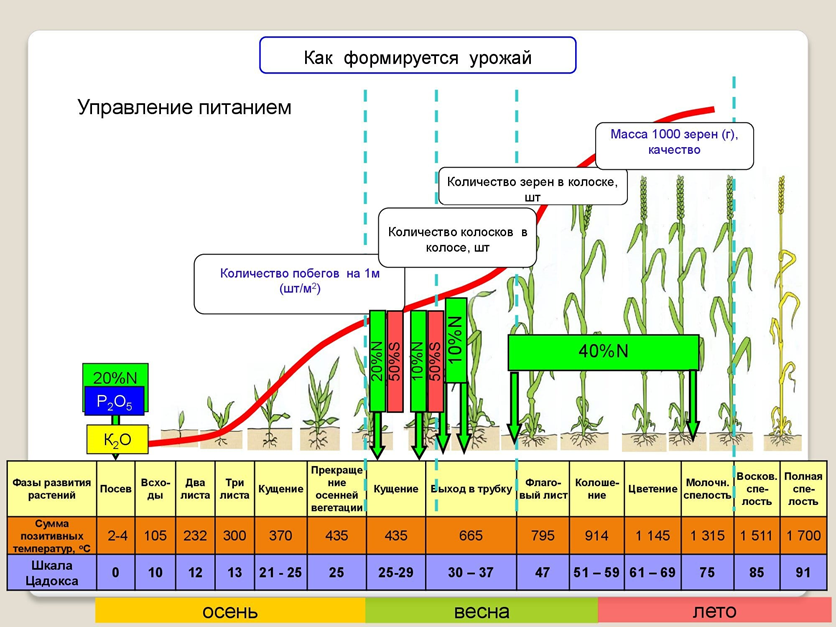 Процесс вегетации. Схема развития озимой пшеницы. Фазы развития озимой пшеницы таблица. Фазы развития Яровой пшеницы. Фазы развития озимой пшеницы.