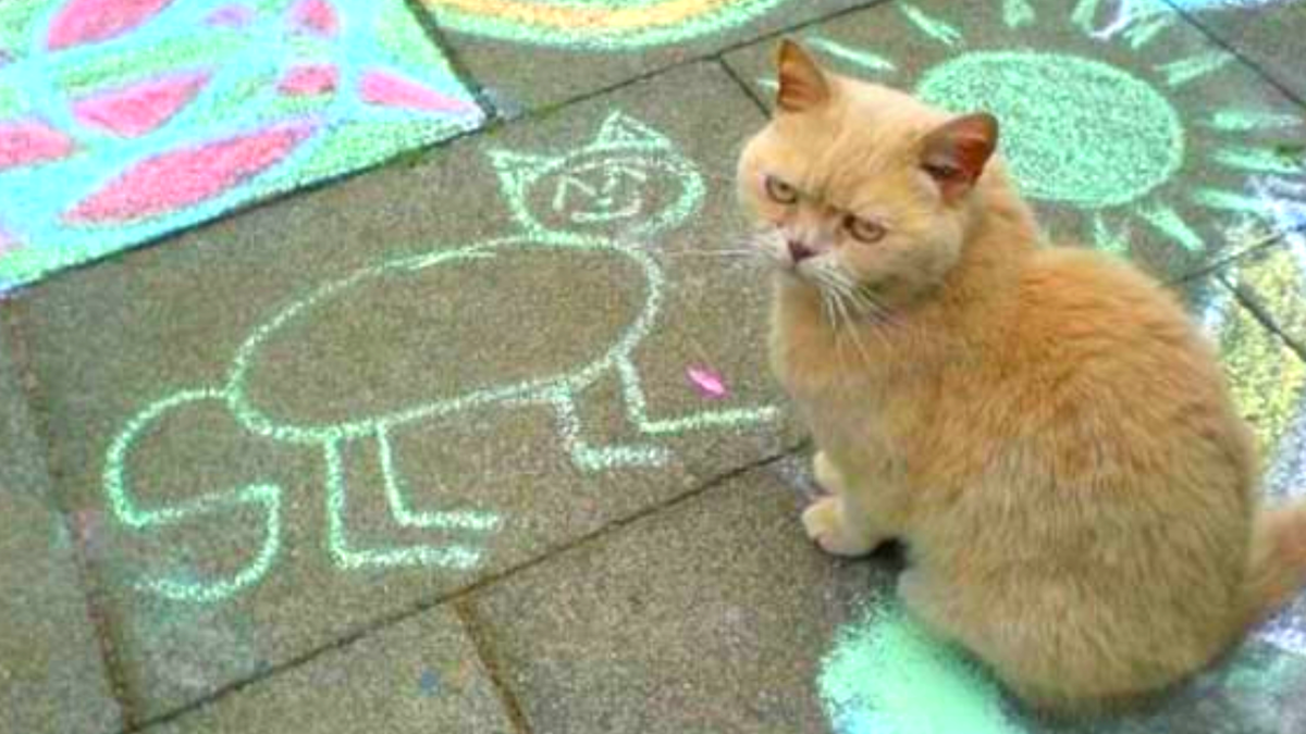 Котики дня 