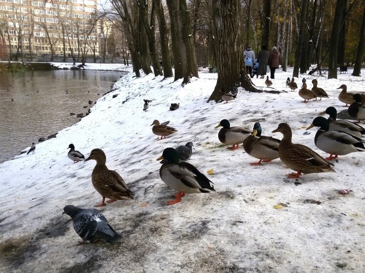     фото: Николай Курилов / МК-Урал