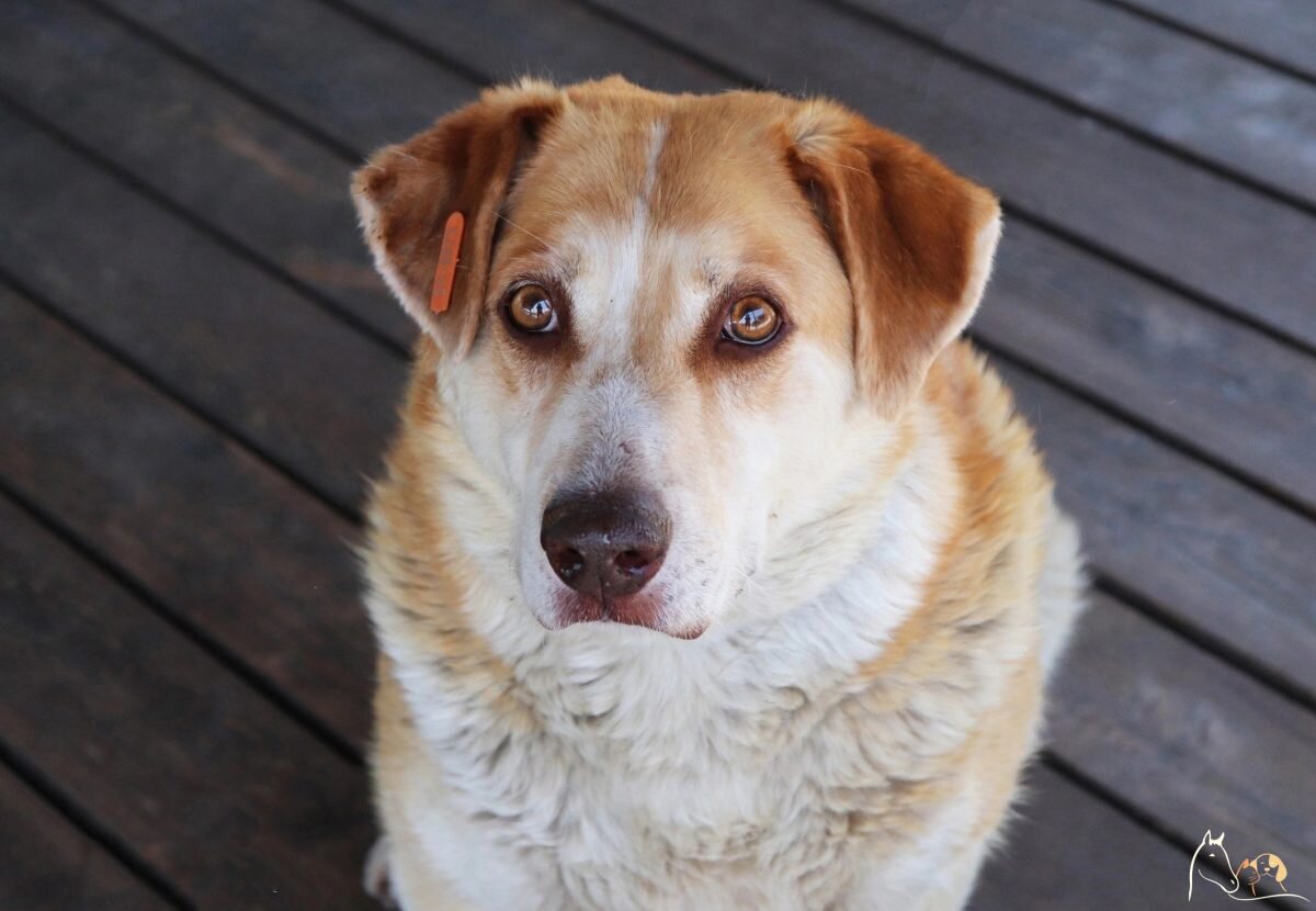    Пес Рексл 10 лет жил на улице около одного из рынков Нижнего Новгорода