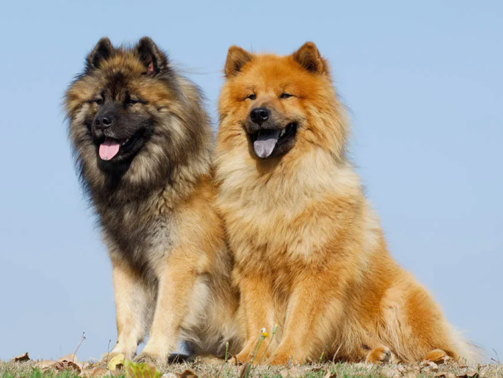 Eurasier Dog breeds, Dogs, Cute dogs