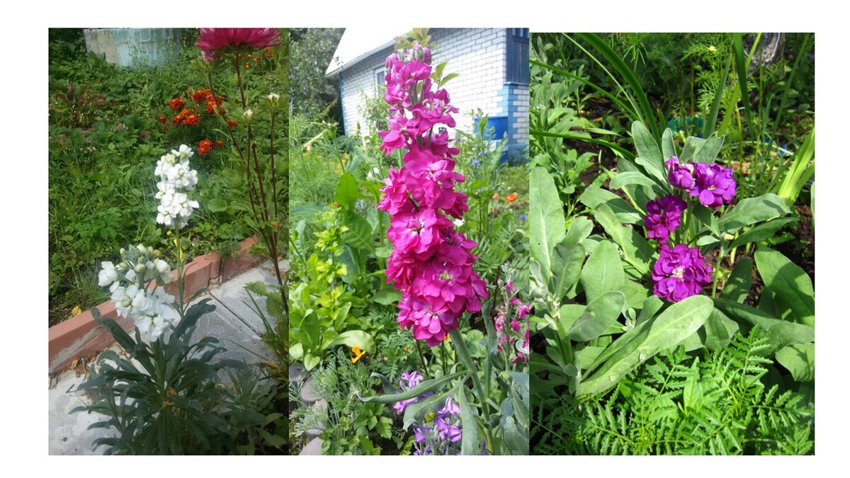 Вот такие мои левкои