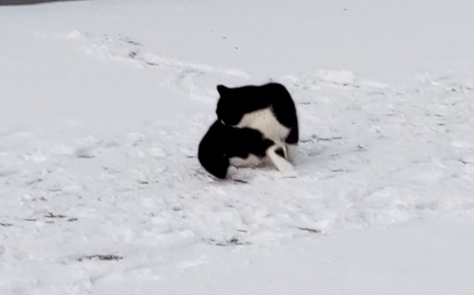 Это та самая Маркиза!