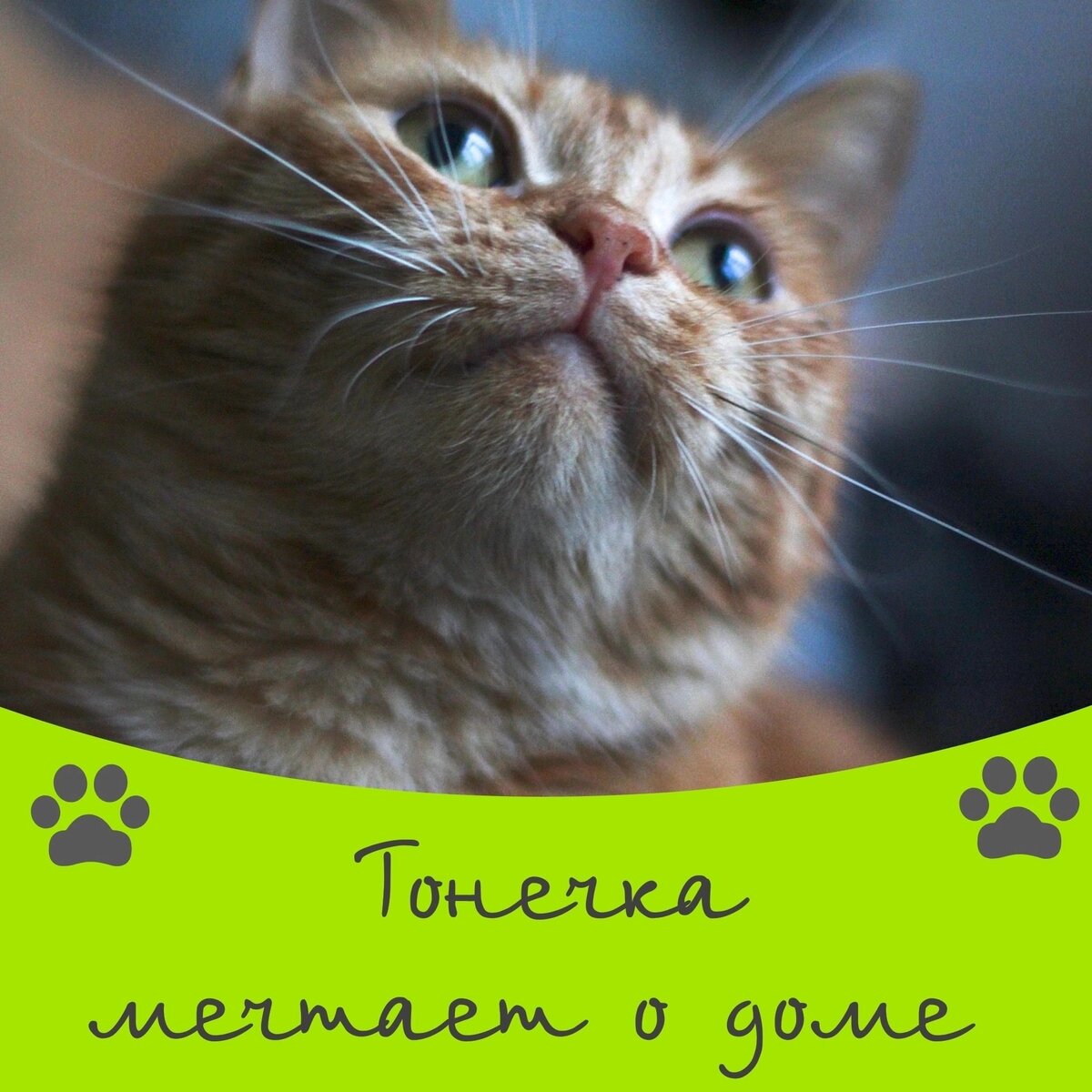 Возьми друга из приюта 🐈🐈‍⬛❤️ | Приют для кошек 