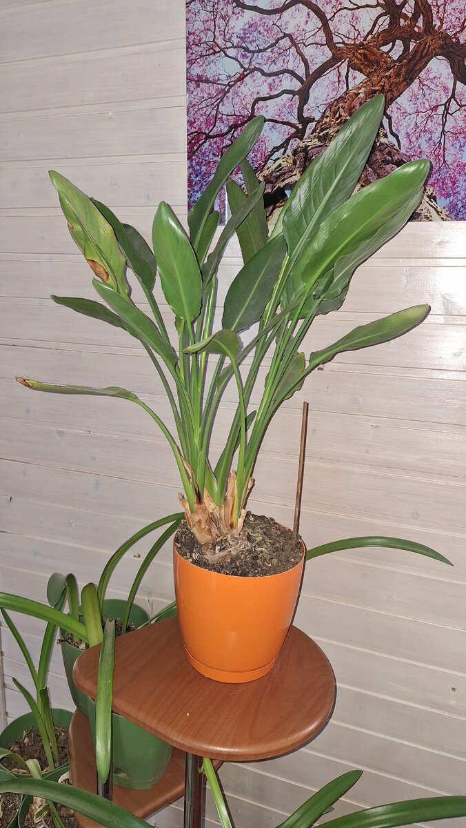 Фото автора. 10 лет растюшке. Где цветы?! Растение состоит из трёх розеток.