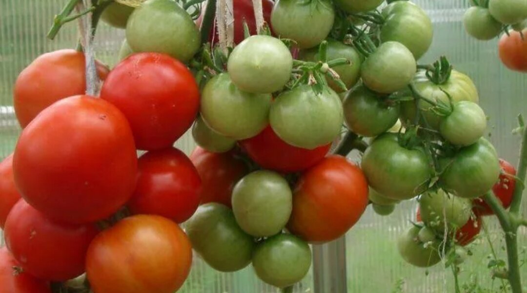 Томат СНЕГИРЁК 