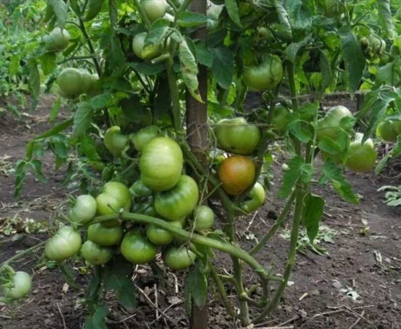 Томат СНЕГИРЁК 