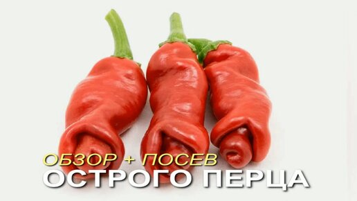 Любимые сорта ОСТРОГО ПЕРЦА и простой способ ПОСЕВА!