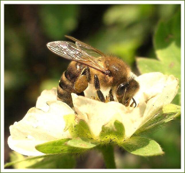 Жалят пчелы только в исключительных ситуациях. После укуса в ранке остается жало. Сама же пчела погибает.