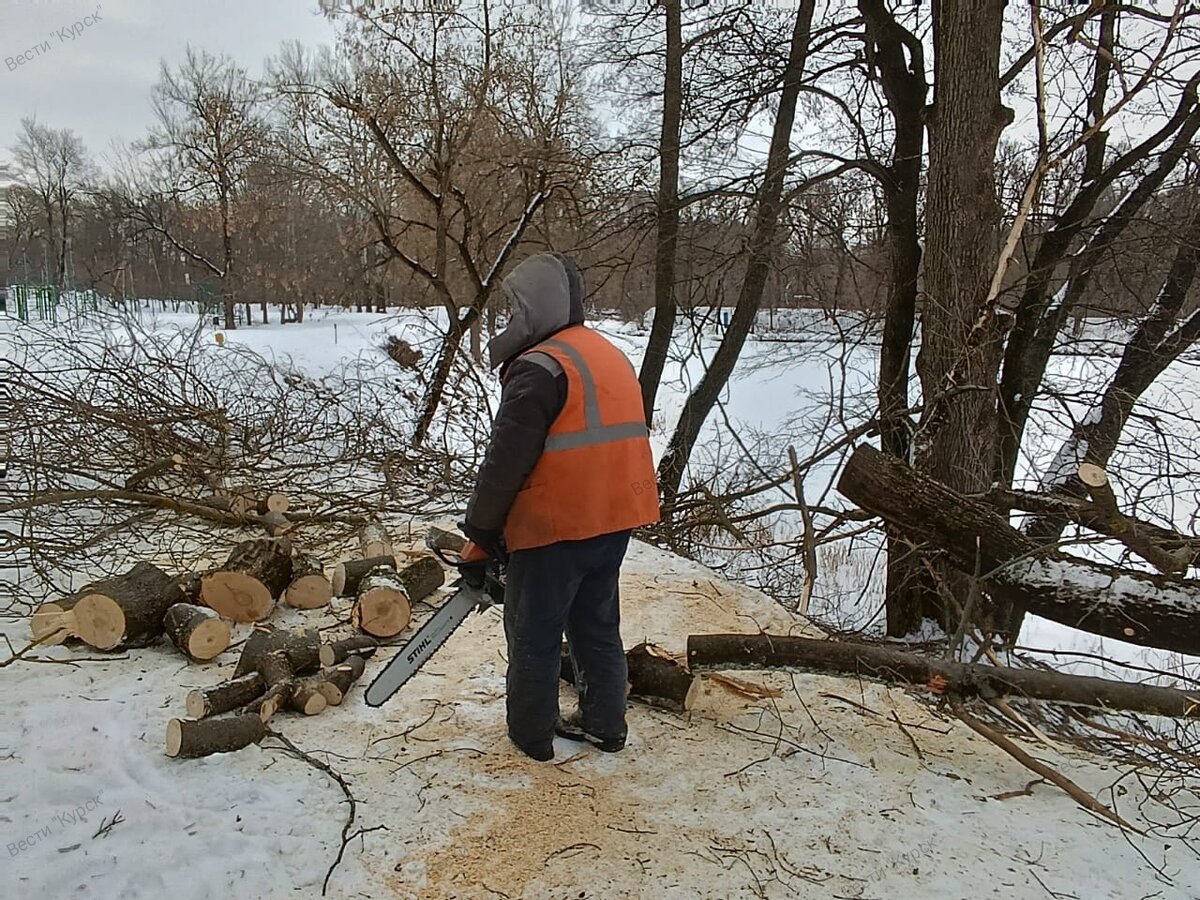 В Курске парк «Боева дача» очищают от сухих и больных деревьев |  Вести-Курск | Дзен