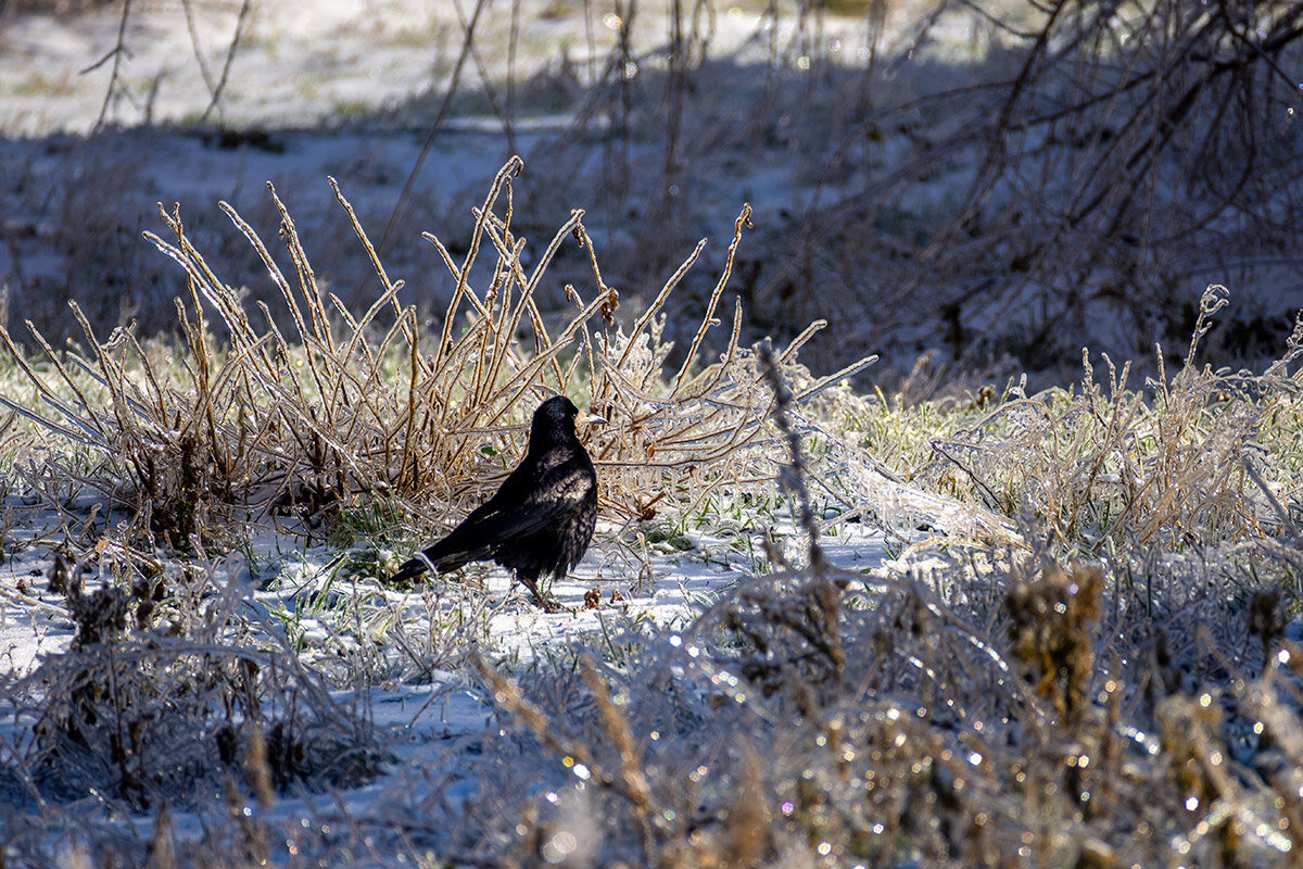 Shutterstock📷Массовое возвращение грачей в столицу должно начаться 13–15 марта, чайки могут прилететь немного позже — 22–24 марта
