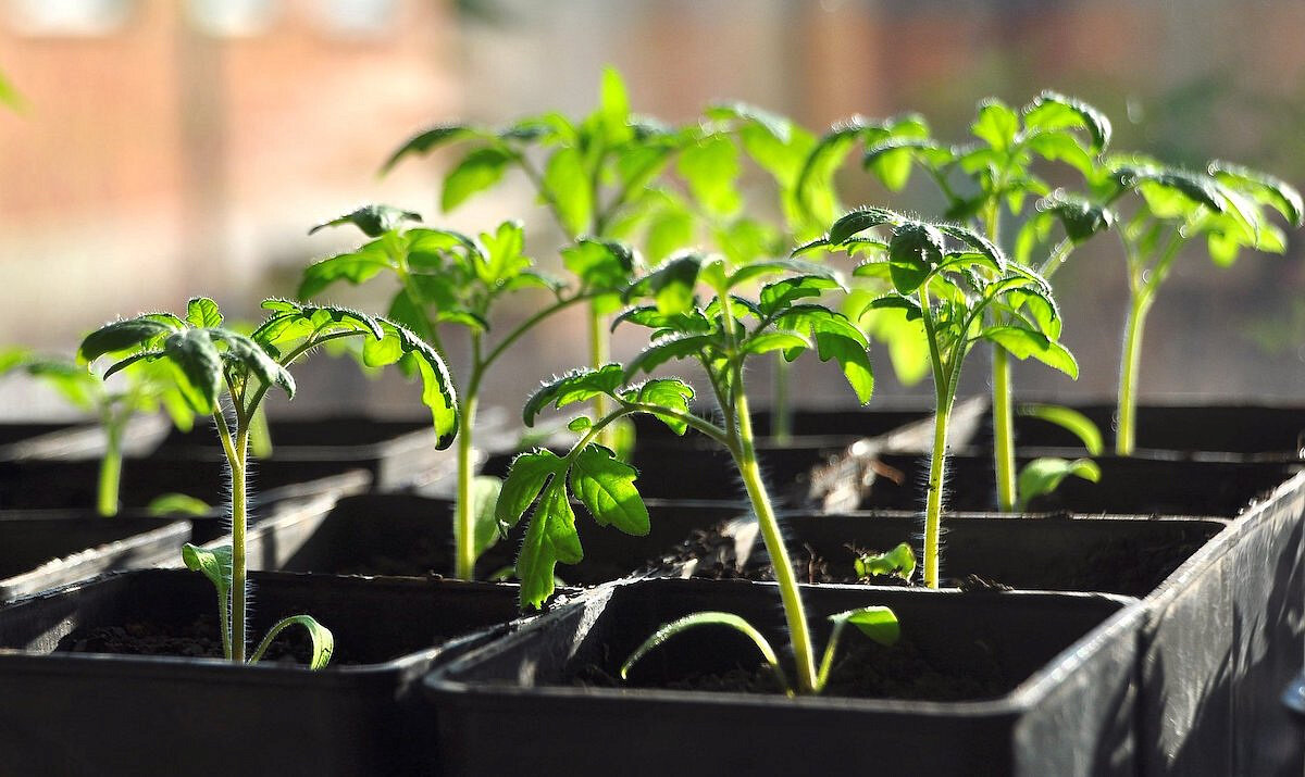 китайский метод посадки помидор. пикировка томатов китайским способом. китайский метод выращивания рассады томатов. рассада томатов по китайской технологии. что такое рассада на китайском.