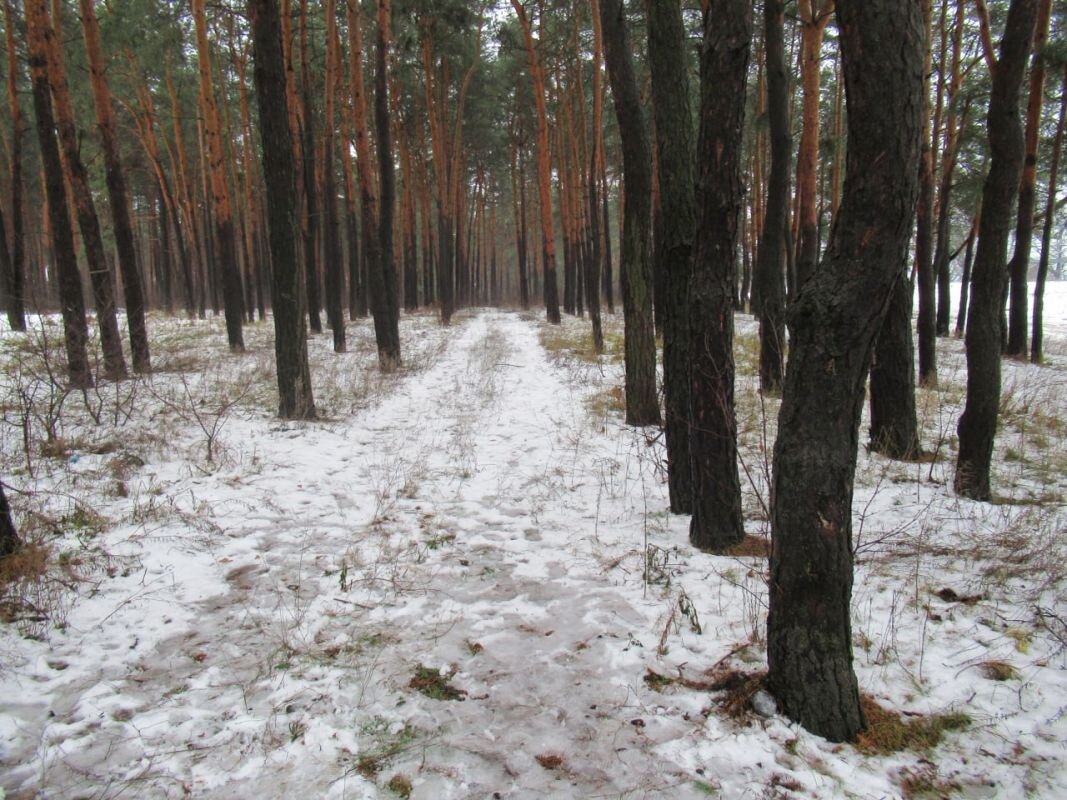      Фото: полиция Воронежской области