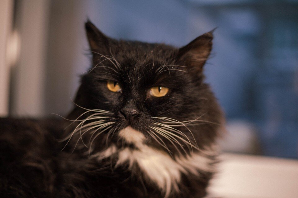    Животное несколько месяцев восстанавливали в ветклинике и заново учили ходить.