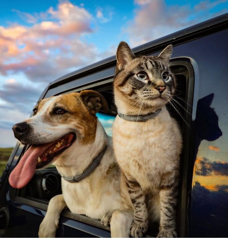 я дружу со щенком и котенком. собачки и кошечки. я дружу со щенком и котенком. красивые рисунки с животными. я дружу со щенком и котенком.