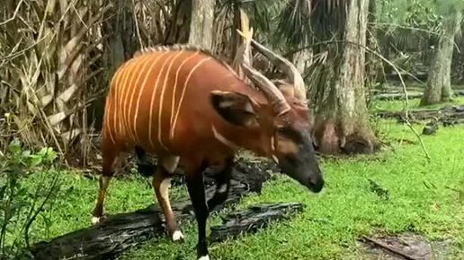 Статистика самых популярных пород собак. Животные москва список. Австралийская кенгуру квокка. Выдающиеся звери. Самое распространенное животное.