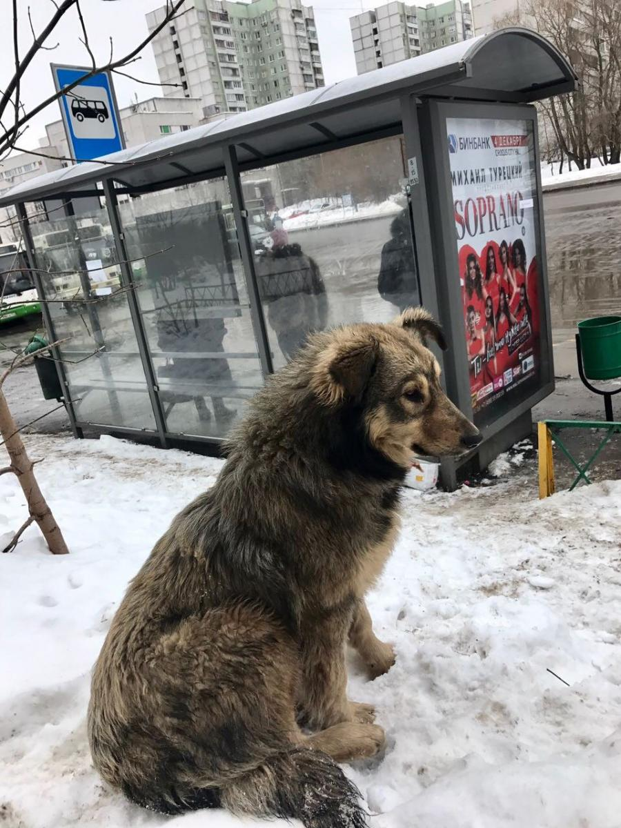 Не теряйте своих любимцев!