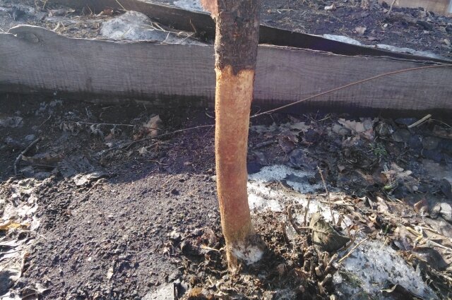    По словам Антипина, крысы и мыши так обгрызли стволы деревьев. Фото: Из личного архива/ Сергей Антипин