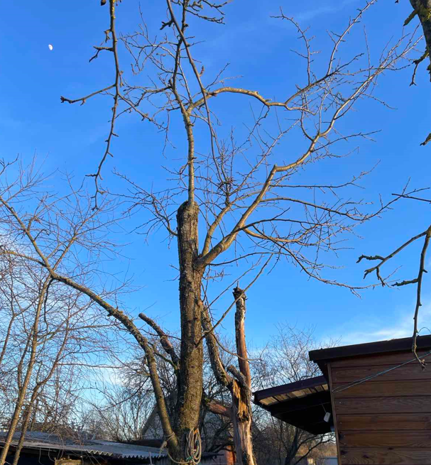 Формировка абрикоса чашей. Формировка кроны черешни испанский куст. Обрезать абрикос весной. Чашеобразная крона плодового дерева. Обрезанная ветка дерева.