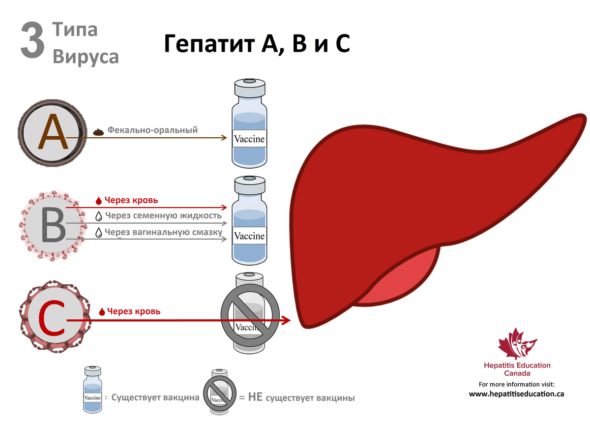 ⚕ Лечится ли гепатит B? ➡ Симптомы и диагностика