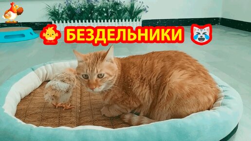 Кот с Цыпленком маются от скуки милыми потасовками 🐥🐈🤗