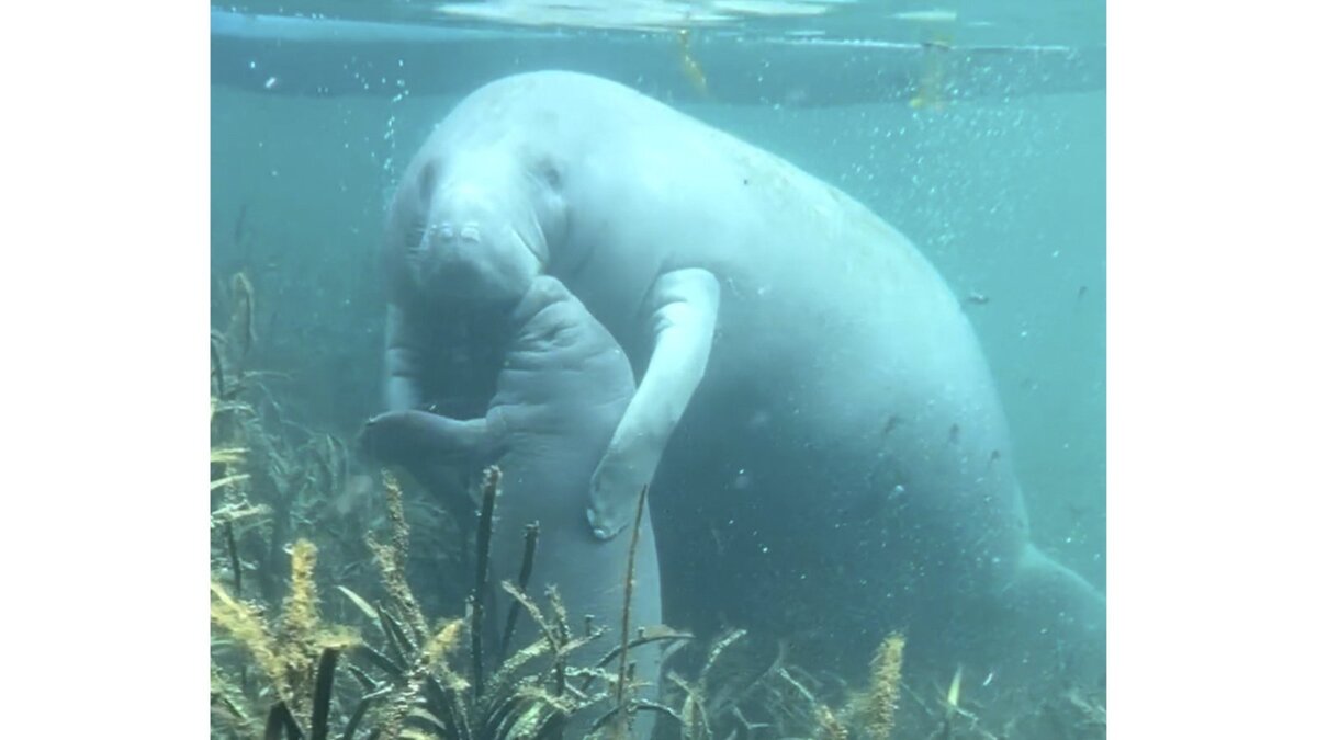 Где живут ламантины? / Tampa Manatee Viewing Center - YouTube