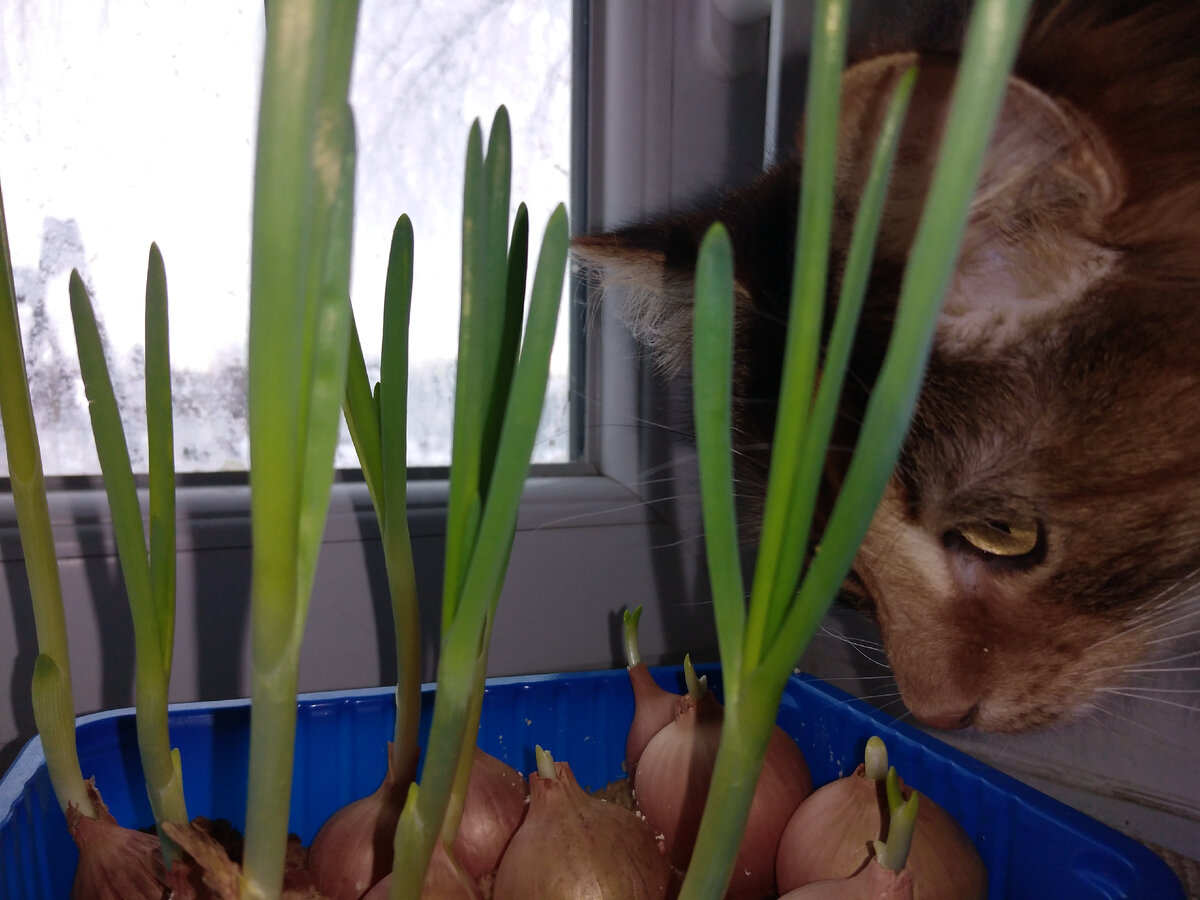 Мы с Сансой сейчас расскажем подробно