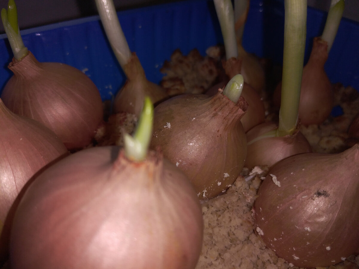  Через 3 дня уже проклюнулось