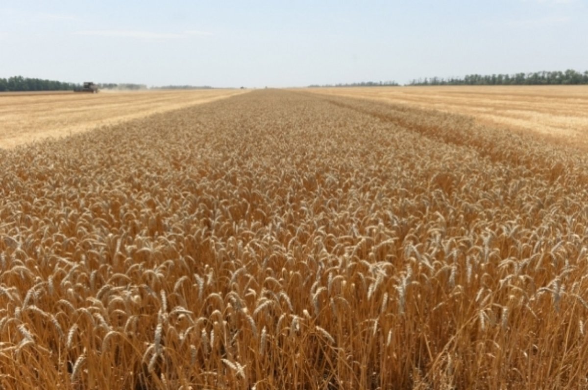    Весна с перепадами температур может уничтожить часть посевов озимых в РТ.