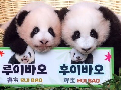    Samsung выпустила спецверсию Galaxy Buds2 Pro в честь дня рождения панд-близнецов