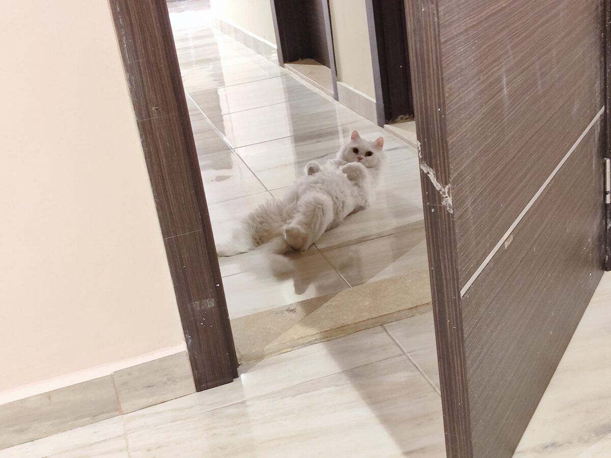 Самбус в новой квартире: "Не, вы че мне тут устроили, а?! Я вас спрашиваю! Я просто в обмороке от происходящего!" (фото из личного архива)