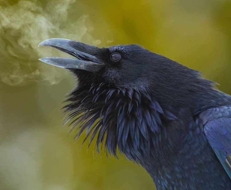 странный ворон. странный ворон. бегущие вороны. странный ворон. анджелина ворона.
